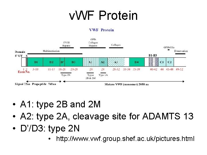 v. WF Protein • A 1: type 2 B and 2 M • A
