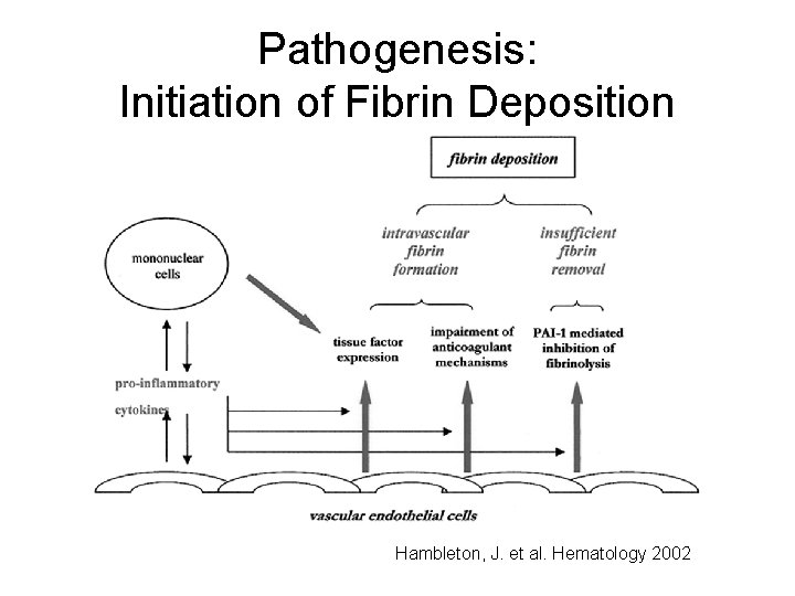 Pathogenesis: Initiation of Fibrin Deposition Hambleton, J. et al. Hematology 2002 