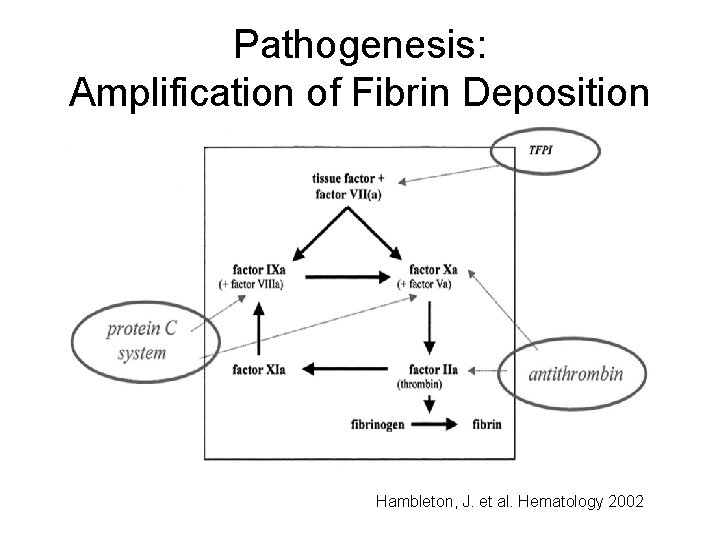 Pathogenesis: Amplification of Fibrin Deposition Hambleton, J. et al. Hematology 2002 