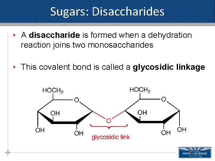 Sugars: Disaccharides • A disaccharide is formed when a dehydration reaction joins two monosaccharides