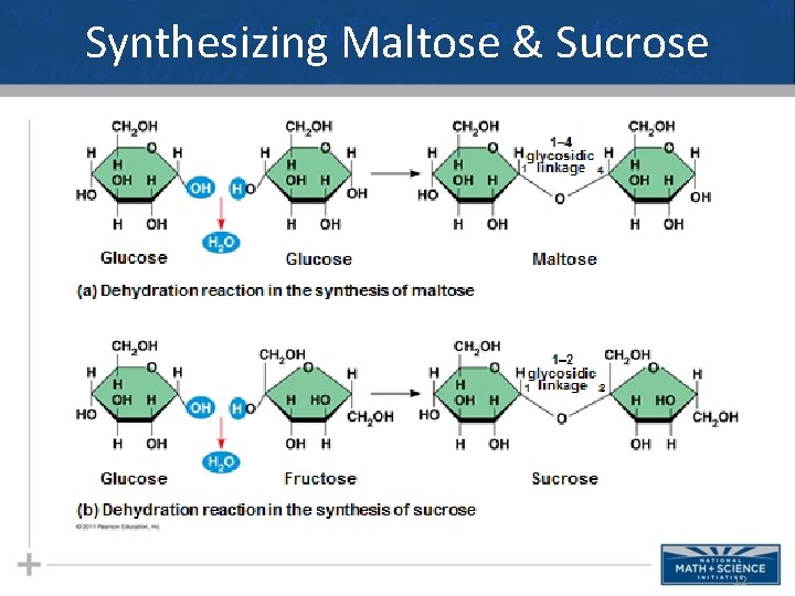 Synthesizing Maltose & Sucrose 12 