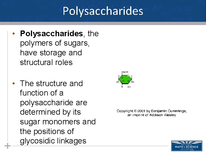 Polysaccharides • Polysaccharides, the polymers of sugars, have storage and structural roles • The