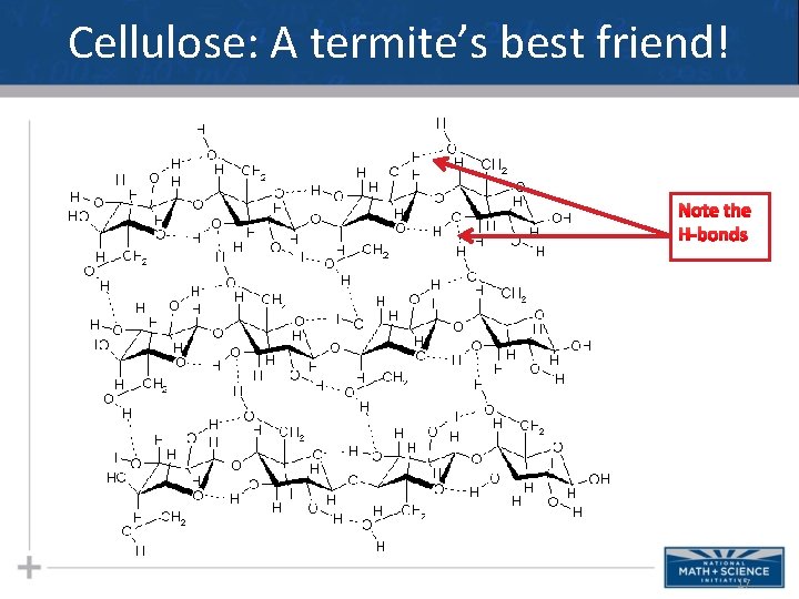 Cellulose: A termite’s best friend! Note the H-bonds 17 