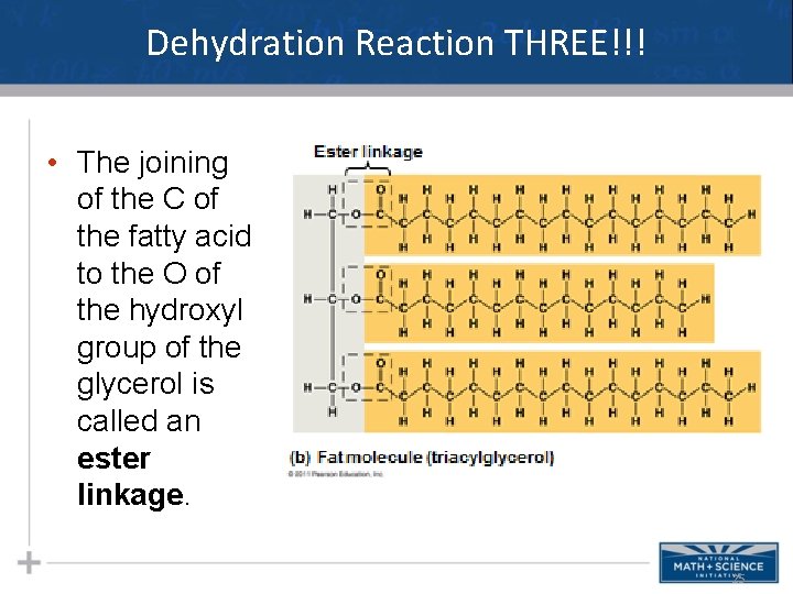 Dehydration Reaction THREE!!! • The joining of the C of the fatty acid to