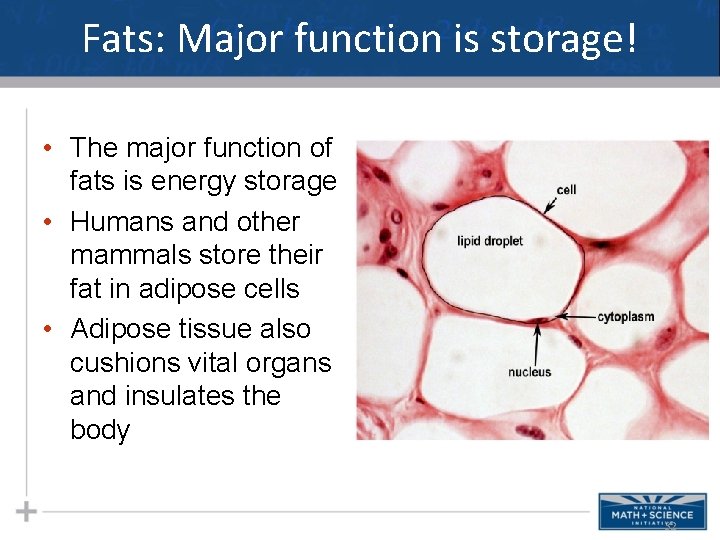 Fats: Major function is storage! • The major function of fats is energy storage