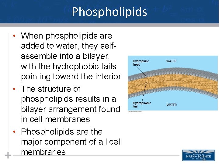Phospholipids • When phospholipids are added to water, they selfassemble into a bilayer, with