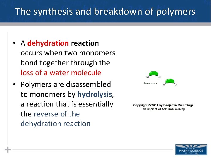 The synthesis and breakdown of polymers • A dehydration reaction occurs when two monomers
