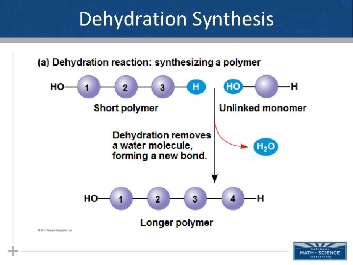 Dehydration Synthesis 5 
