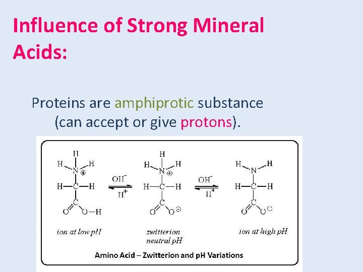 Influence of Strong Mineral Acids: Proteins are amphiprotic substance (can accept or give protons).