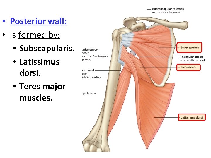  • Posterior wall: • Is formed by: • Subscapularis. • Latissimus dorsi. •