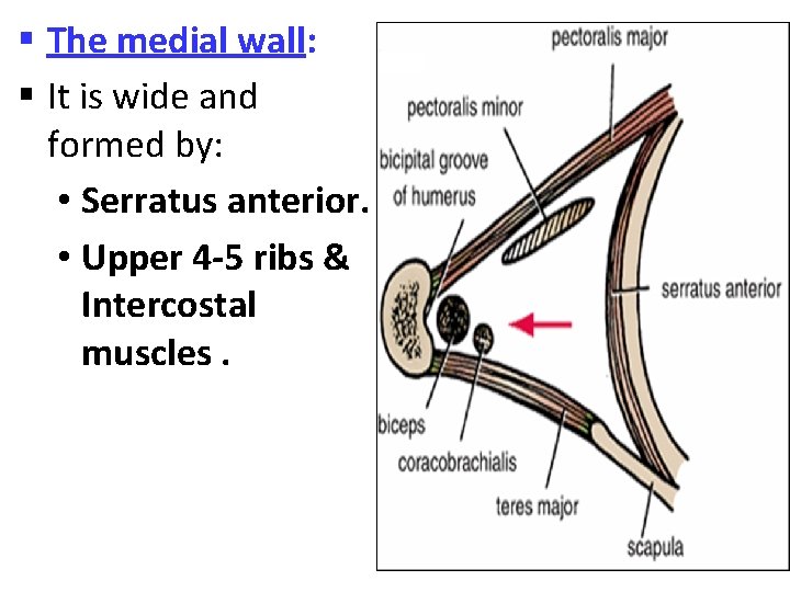 § The medial wall: § It is wide and formed by: • Serratus anterior.