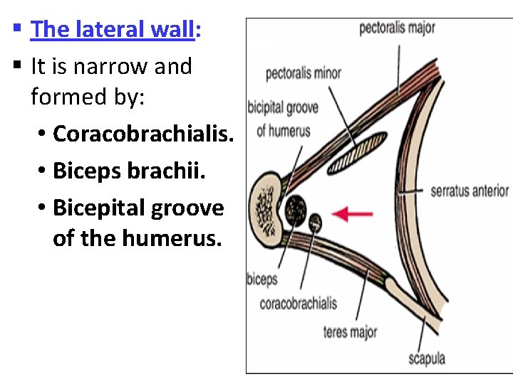 § The lateral wall: § It is narrow and formed by: • Coracobrachialis. •