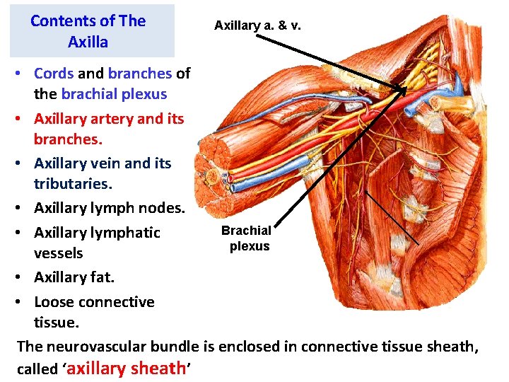 Contents of The Axillary a. & v. • Cords and branches of the brachial
