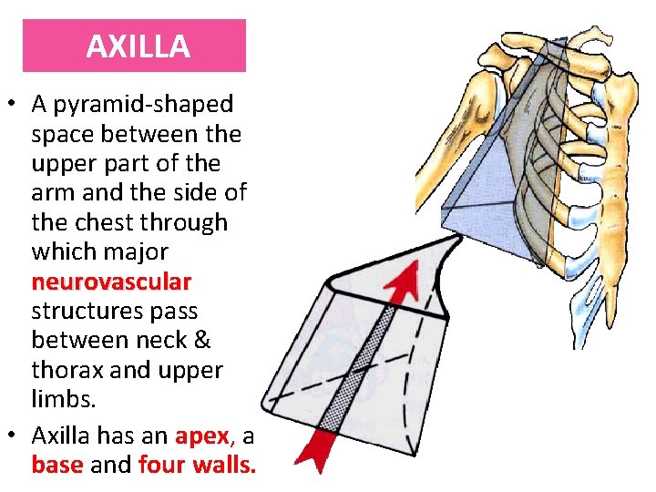 AXILLA • A pyramid-shaped space between the upper part of the arm and the