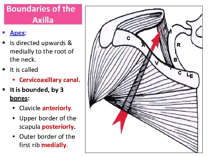 Boundaries of the Axilla § Apex: § Is directed upwards & medially to the