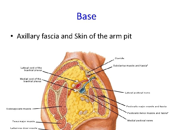 Base • Axillary fascia and Skin of the arm pit 
