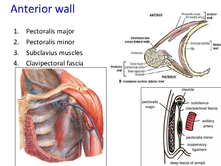 Anterior wall 1. 2. 3. 4. Pectoralis major Pectoralis minor Subclavius muscles Clavipectoral fascia