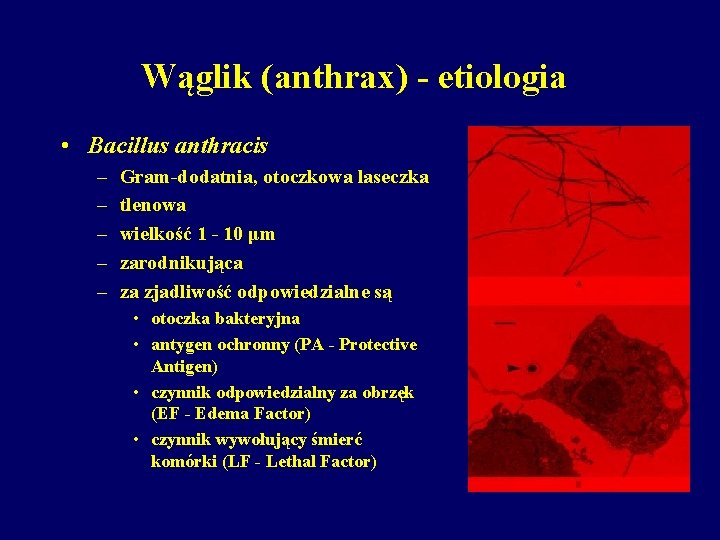 Wąglik (anthrax) - etiologia • Bacillus anthracis – – – Gram-dodatnia, otoczkowa laseczka tlenowa