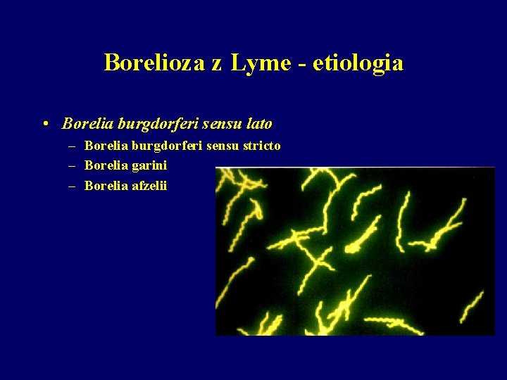 Borelioza z Lyme - etiologia • Borelia burgdorferi sensu lato – Borelia burgdorferi sensu