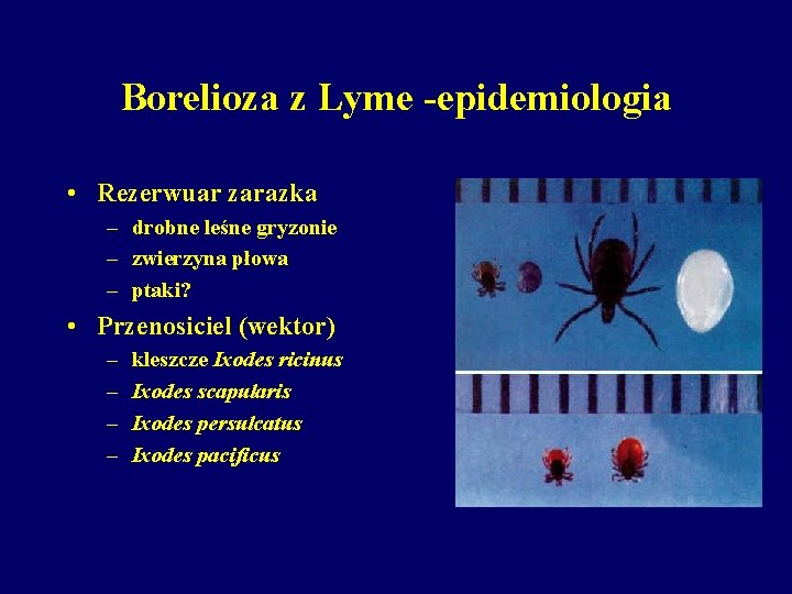 Borelioza z Lyme -epidemiologia • Rezerwuar zarazka – drobne leśne gryzonie – zwierzyna płowa