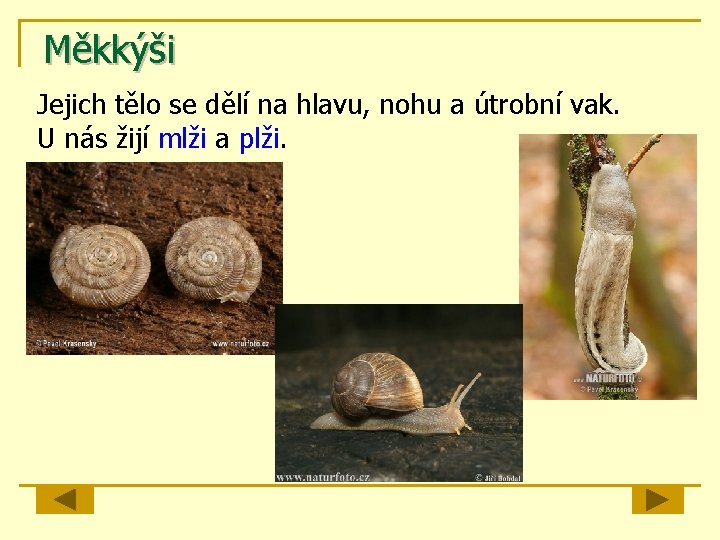 Měkkýši Jejich tělo se dělí na hlavu, nohu a útrobní vak. U nás žijí