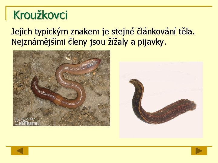 Kroužkovci Jejich typickým znakem je stejné článkování těla. Nejznámějšími členy jsou žížaly a pijavky.