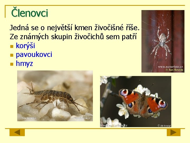 Členovci Jedná se o největší kmen živočišné říše. Ze známých skupin živočichů sem patří