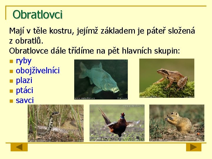 Obratlovci Mají v těle kostru, jejímž základem je páteř složená z obratlů. Obratlovce dále