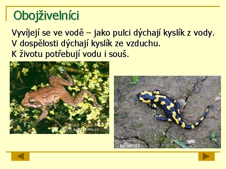 Obojživelníci Vyvíjejí se ve vodě – jako pulci dýchají kyslík z vody. V dospělosti