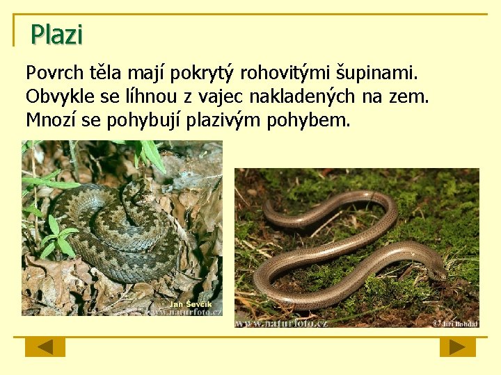 Plazi Povrch těla mají pokrytý rohovitými šupinami. Obvykle se líhnou z vajec nakladených na