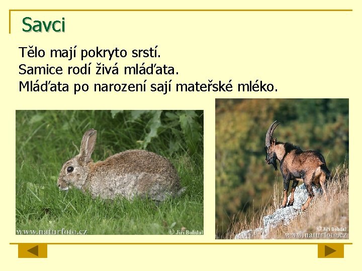 Savci Tělo mají pokryto srstí. Samice rodí živá mláďata. Mláďata po narození sají mateřské