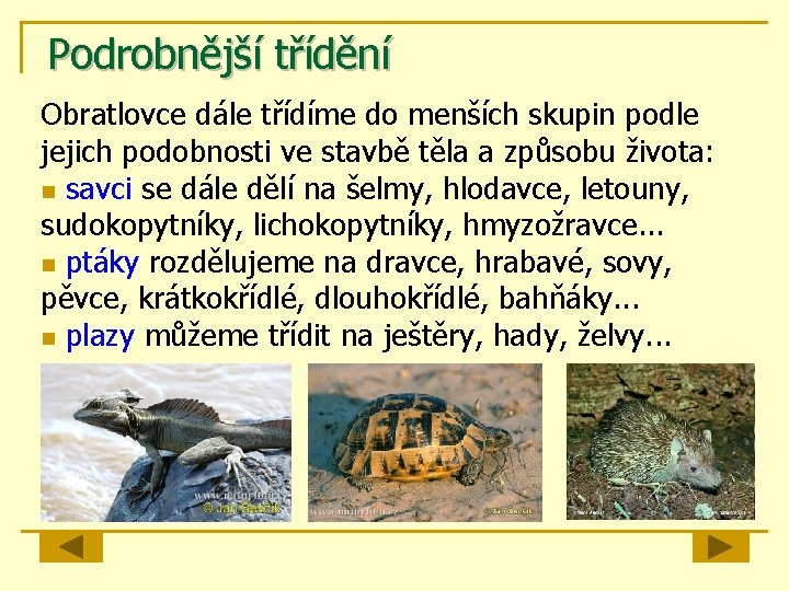 Podrobnější třídění Obratlovce dále třídíme do menších skupin podle jejich podobnosti ve stavbě těla