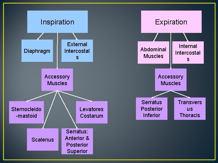 Inspiration Diaphragm Expiration External Intercostal s Accessory Muscles Sternocleido -mastoid Scalenus Abdominal Muscles Internal