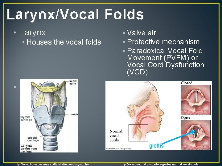 Larynx/Vocal Folds • Larynx • Houses the vocal folds • Valve air • Protective