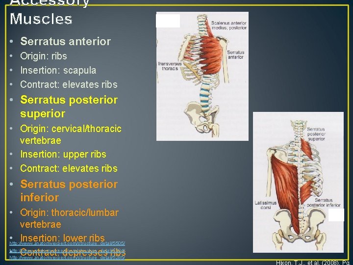 Accessory Muscles • Serratus anterior • Origin: ribs • Insertion: scapula • Contract: elevates