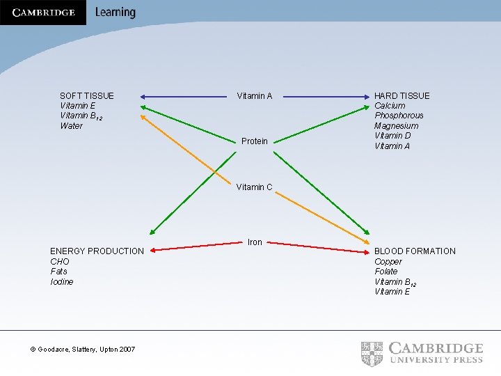 SOFT TISSUE Vitamin B 12 Water Vitamin A Protein HARD TISSUE Calcium Phosphorous Magnesium