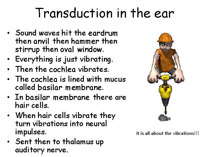 Transduction in the ear • Sound waves hit the eardrum then anvil then hammer