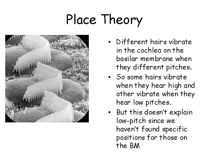 Place Theory • Different hairs vibrate in the cochlea on the basilar membrane when