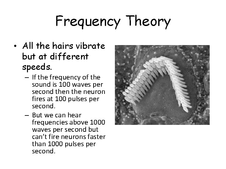 Frequency Theory • All the hairs vibrate but at different speeds. – If the