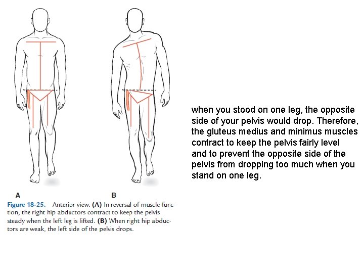when you stood on one leg, the opposite side of your pelvis would drop.