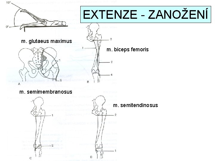 EXTENZE - ZANOŽENÍ m. glutaeus maximus m. biceps femoris m. semimembranosus m. semitendinosus 
