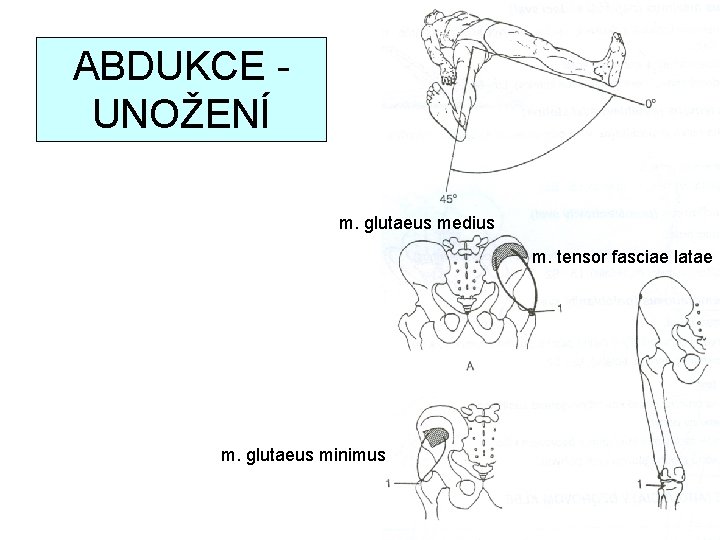 ABDUKCE UNOŽENÍ m. glutaeus medius m. tensor fasciae latae m. glutaeus minimus 