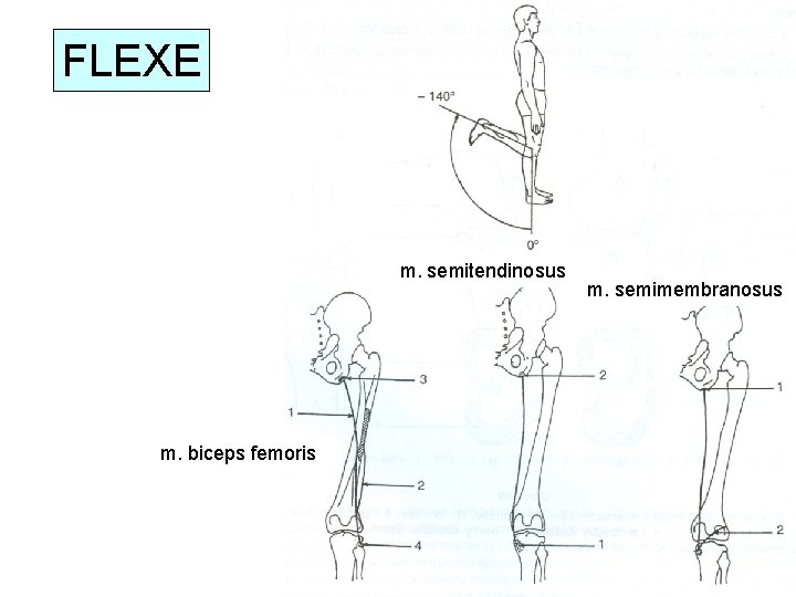 FLEXE m. semitendinosus m. biceps femoris m. semimembranosus 