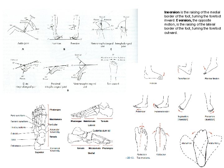 Inversion is the raising of the medial border of the foot, turning the forefoot