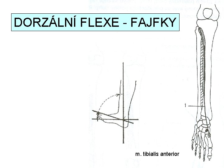 DORZÁLNÍ FLEXE - FAJFKY m. tibialis anterior 
