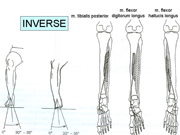 INVERSE m. flexor m. tibialis posterior digitorum longus hallucis longus 