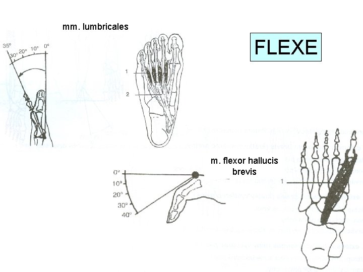 mm. lumbricales FLEXE m. flexor hallucis brevis 
