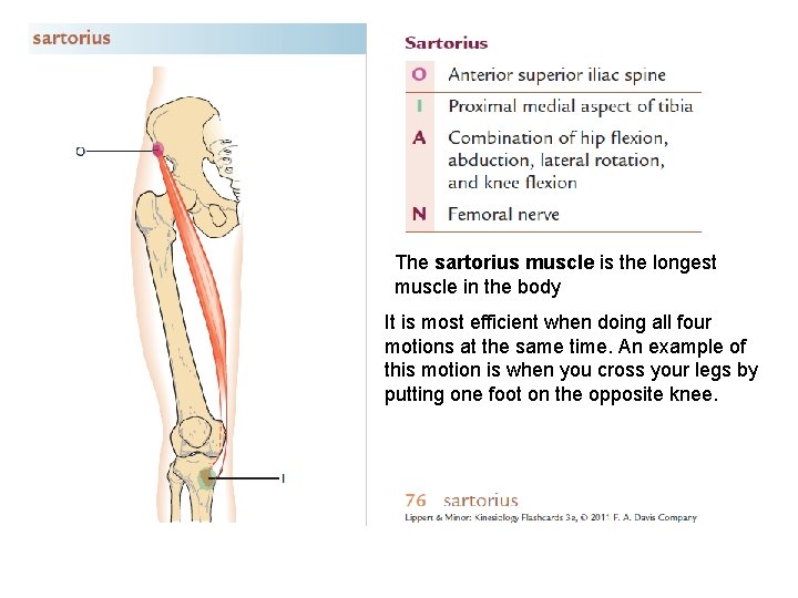 The sartorius muscle is the longest muscle in the body It is most efficient