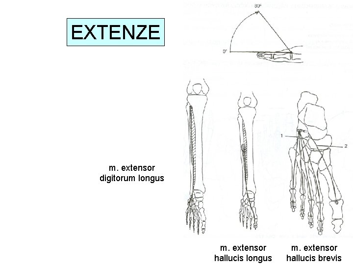 EXTENZE m. extensor digitorum longus m. extensor hallucis brevis 