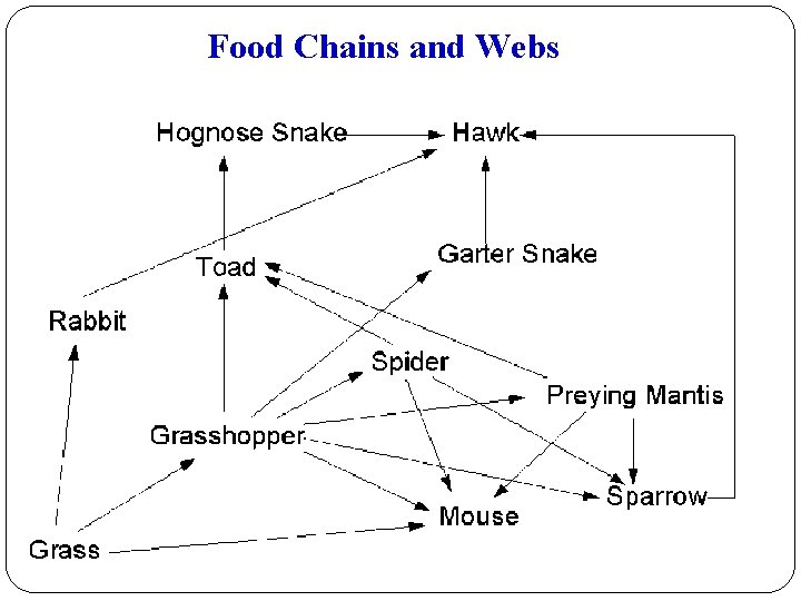 Food Chains and Webs 